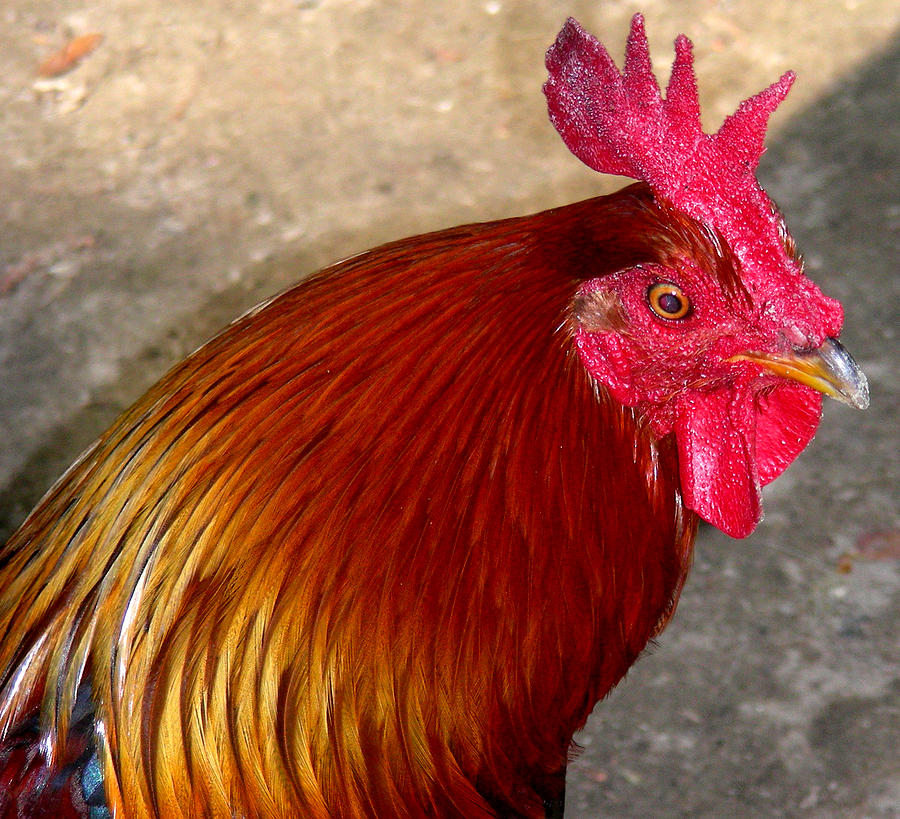 Rooster Red Photograph by Jean Wolfrum