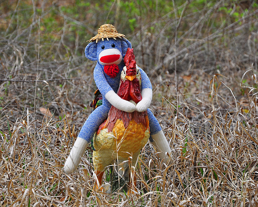 Sock Monkey Photograph - Rooster Rider by Al Powell Photography USA