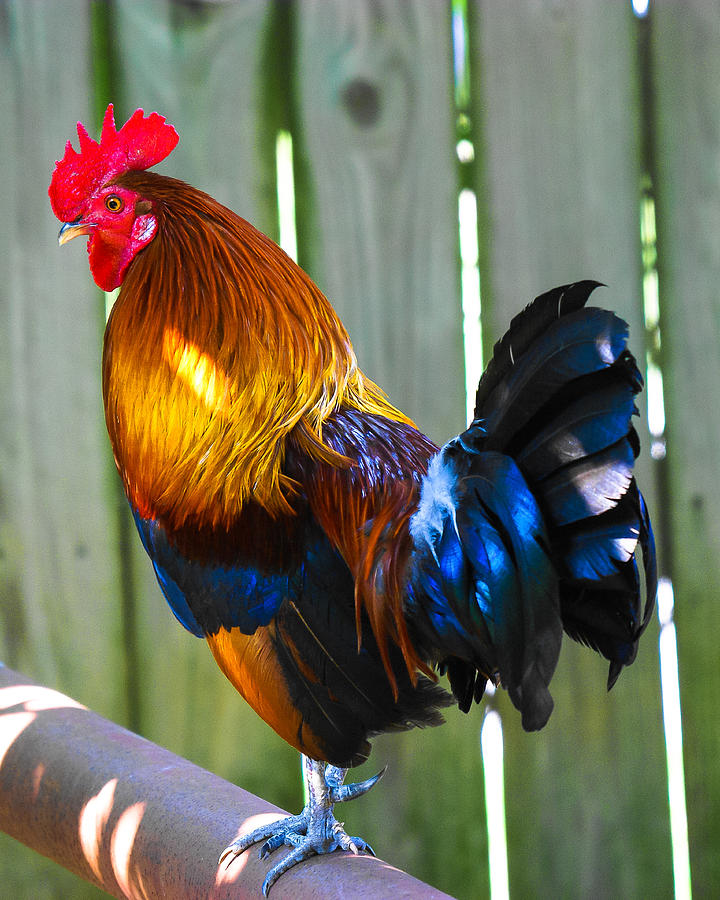 Rooster Photograph by Robert L Jackson