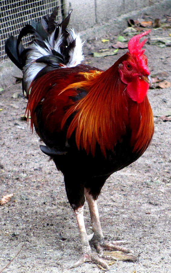 Rooster Photograph - Rooster Ruckus by Randall Weidner