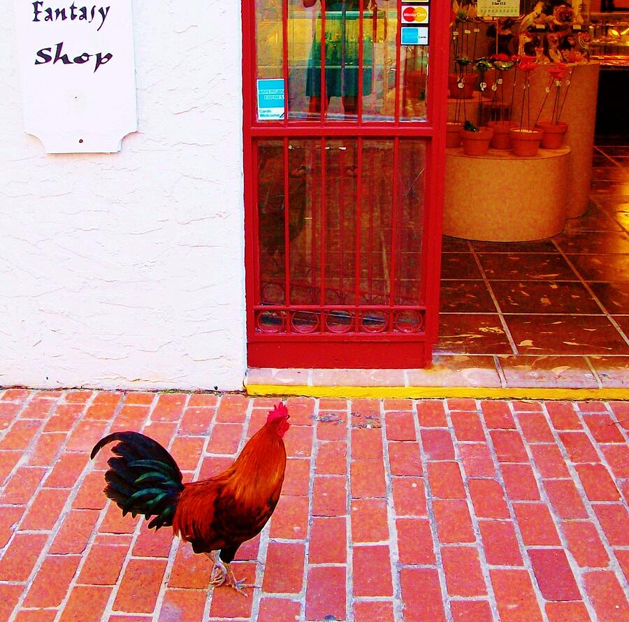 Rooster Shopping Key West Photograph by Sharon Ackley