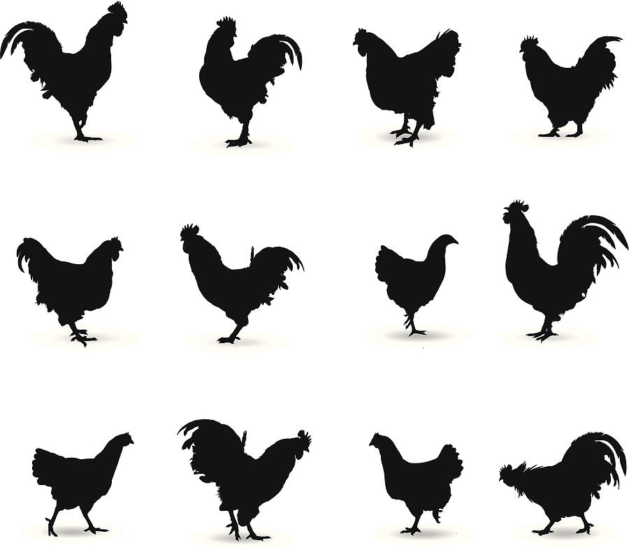 Rooster Silhouette Drawing by Vectorig