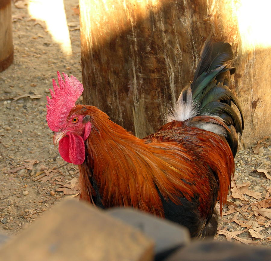 Rooster Two - Jamestown Photograph by Jacqueline M Lewis