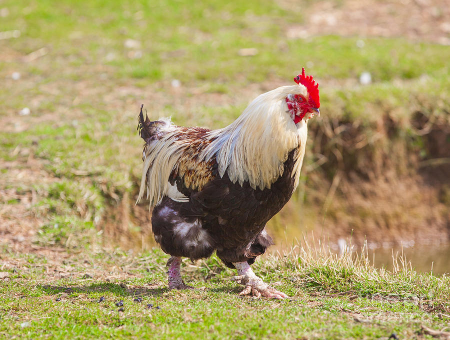 Chicken Photograph - Rooster walk by Shaun Wilkinson