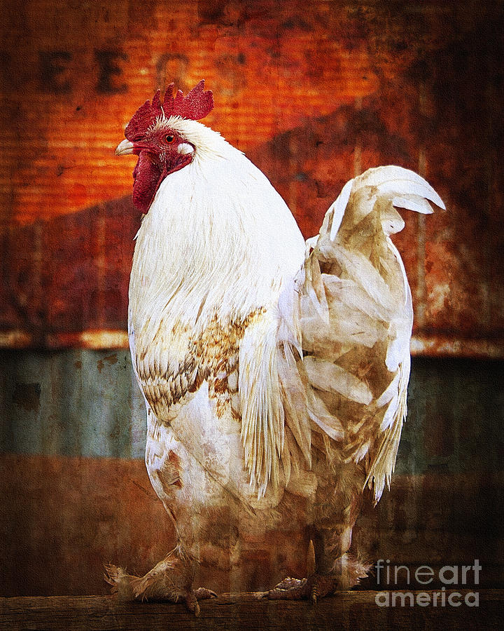 Rooster with an Attitude Photograph by Lee Craig