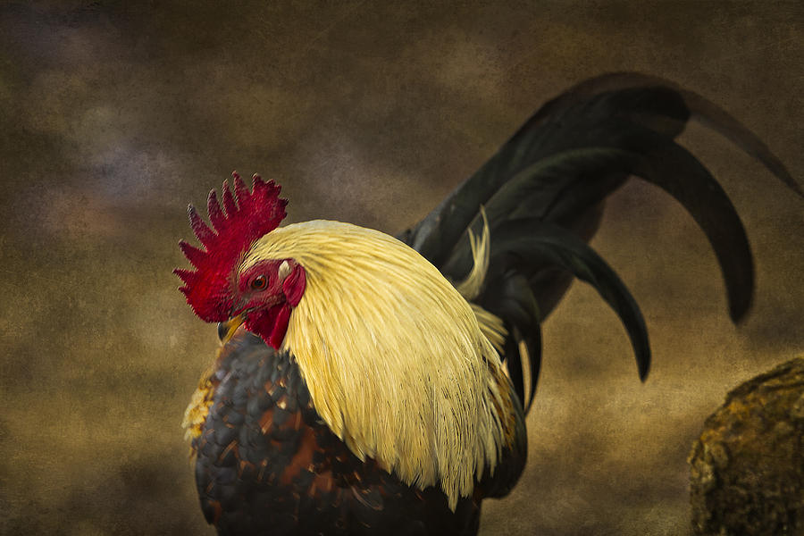 Rooster with Blond Mane - Kauai - Hawaii Photograph by Belinda Greb