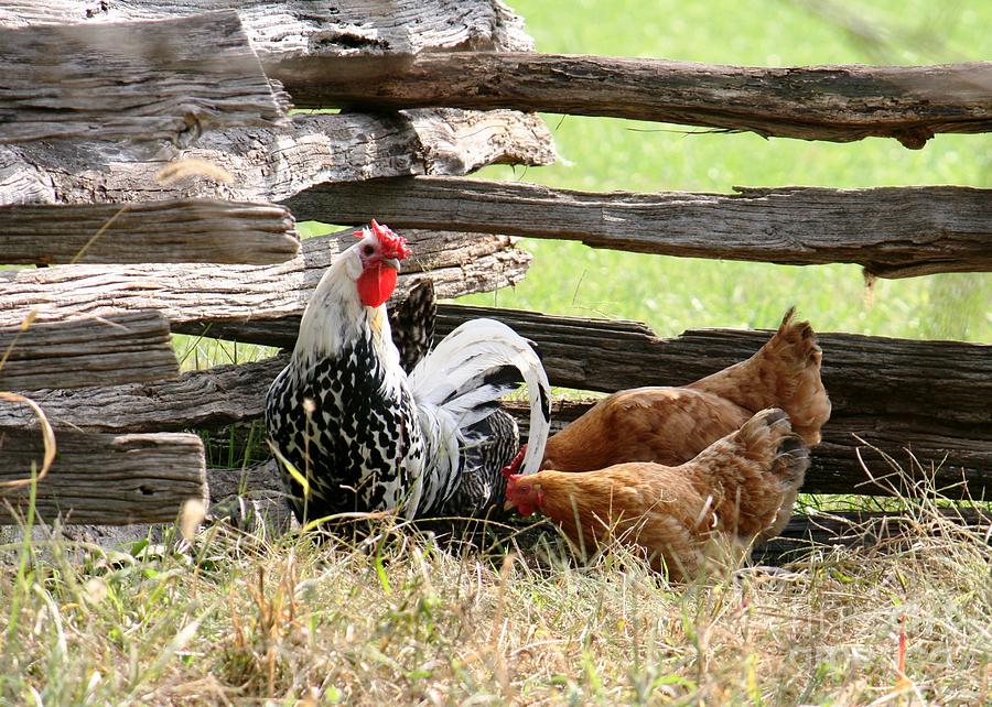 Rooster Photograph - Rooster with hens by Bren Thompson