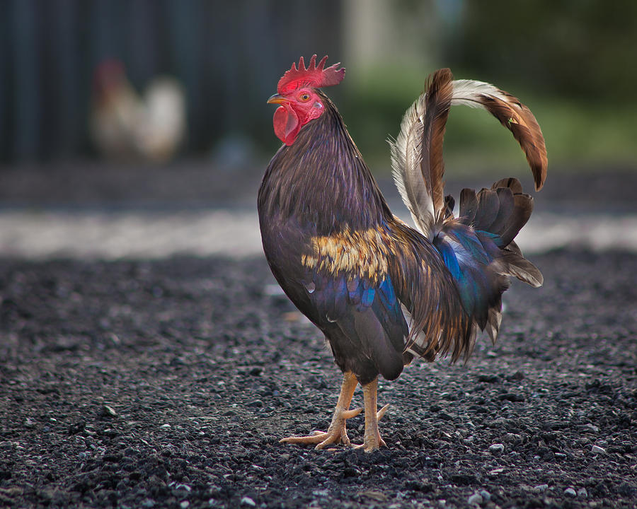 Tampa Photograph - Rooster by Ybor Photography