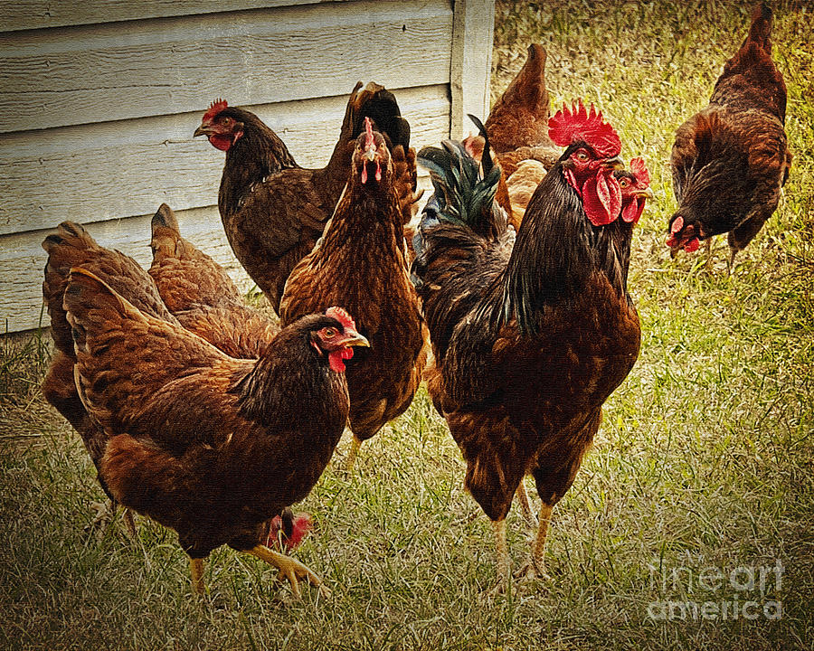 Roosters Flock Photograph by Lee Craig