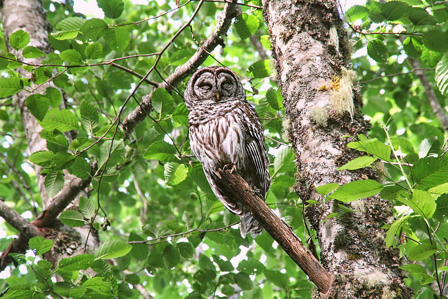 Owls Photograph - Roosting Owl by Peggy Collins Owls Photograph - Roosting Owl by Peggy Collins