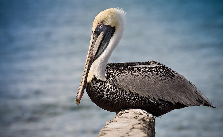 Roosting Pelican Photograph by John Magyar Photography