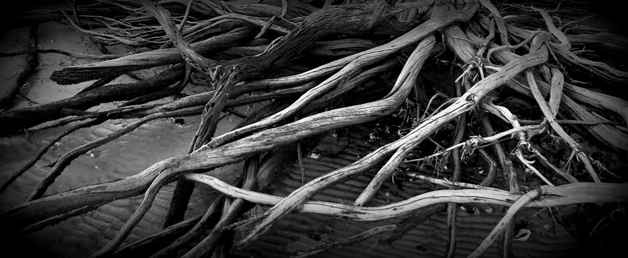 Root Coverd Beach BW Photograph by Sheri McLeroy