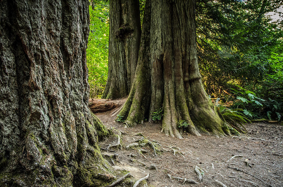 Tree Roots in Cathedral Grove Photograph by Roxy Hurtubise