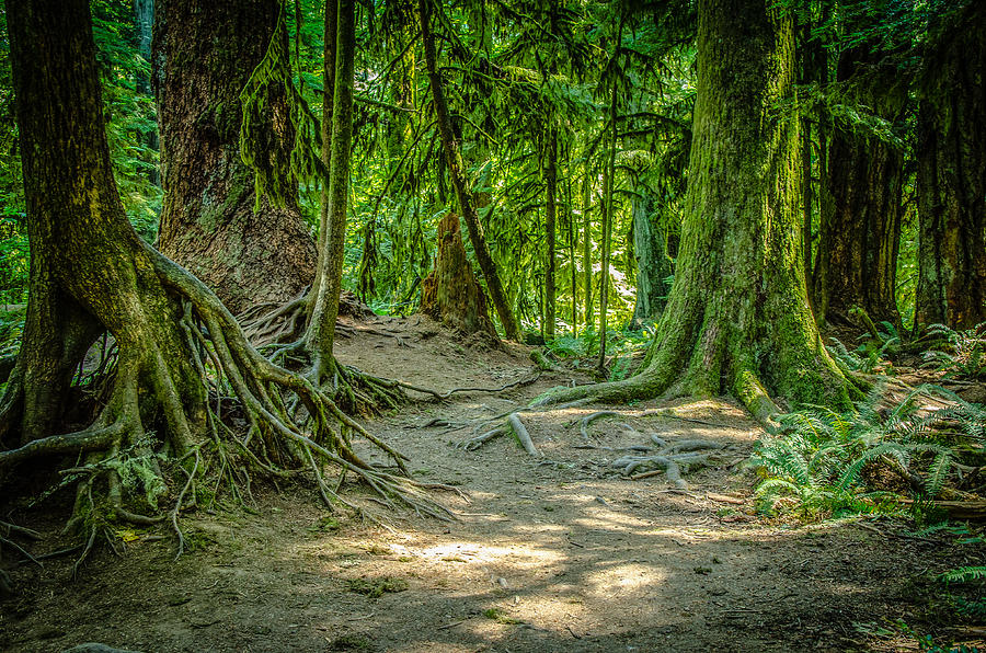 Roots Cathedral Grove Photograph by Roxy Hurtubise