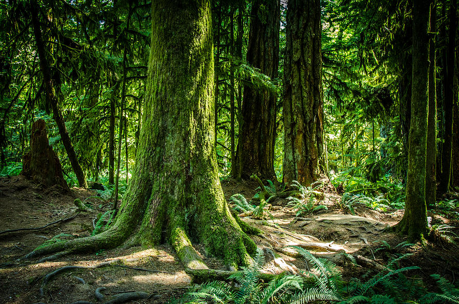 Root Feet Cathedral Grove Photograph by Roxy Hurtubise