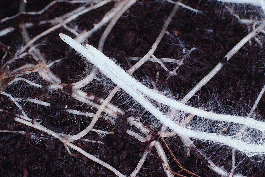 Root Hairs Photograph By Dr Jeremy Burgessscience Photo Library Pixels 