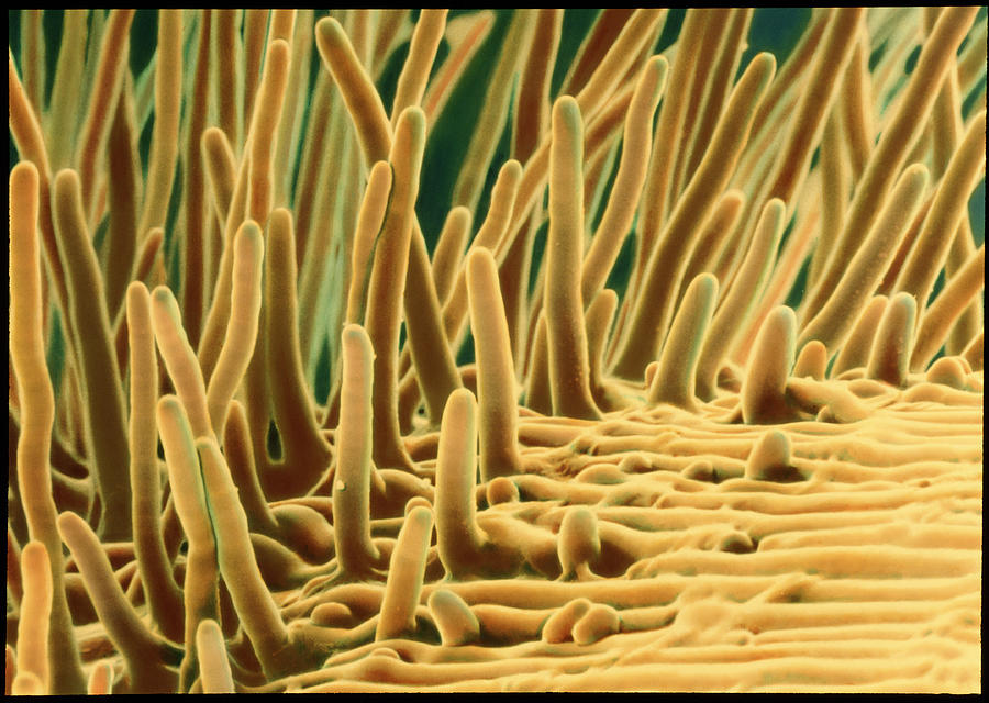 root-hairs-on-a-cress-root-photograph-by-microfield-scientific-ltd