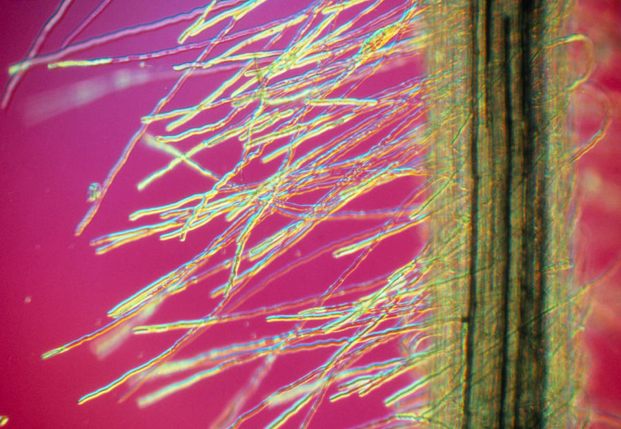 Root Hairs Photograph by Perennou Nuridsany