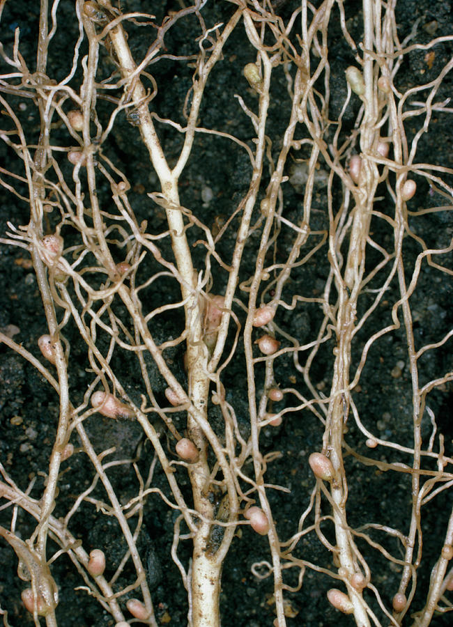 root-nodules-of-white-clover-photograph-by-dr-jeremy-burgess-science