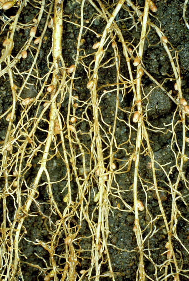 Root Nodules On The Roots Of White Clover Photograph by Dr Jeremy Burgess/science Photo Library