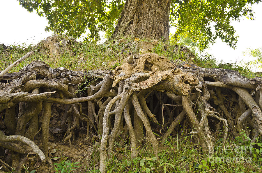 Root system of ficus tree Photograph by Geet Anjali