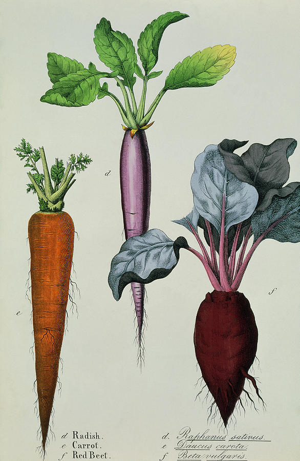 Root Vegetables Photograph by Sheila Terry/science Photo Library | Fine ...