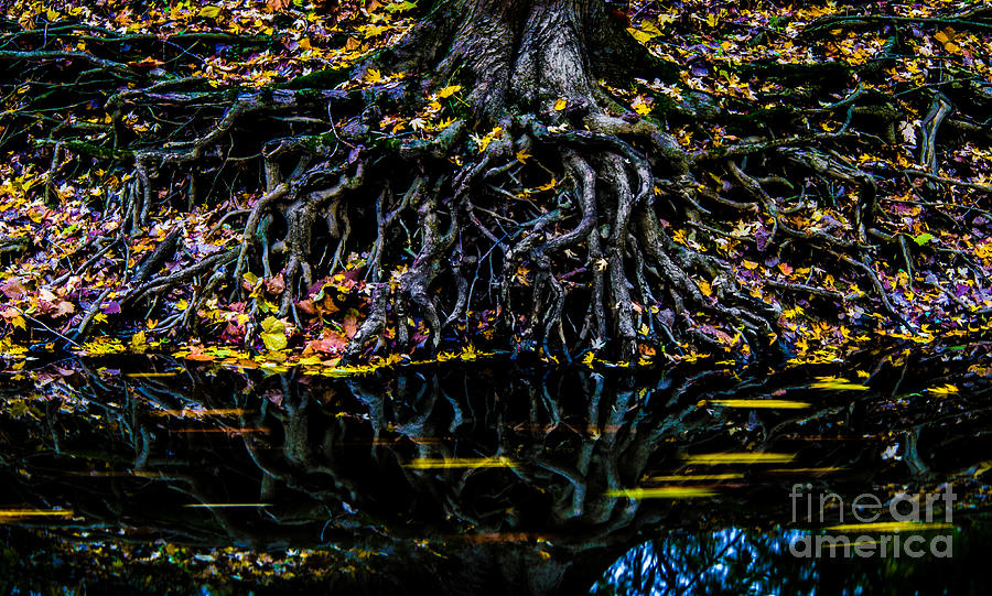 Rooted In Color Photograph by Michael Arend