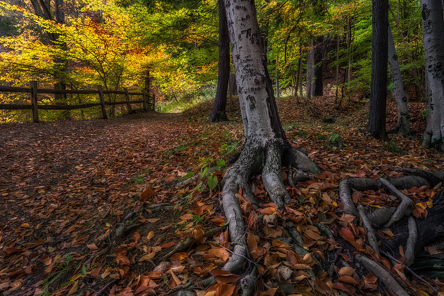 Rooted Photograph by Mark Papke