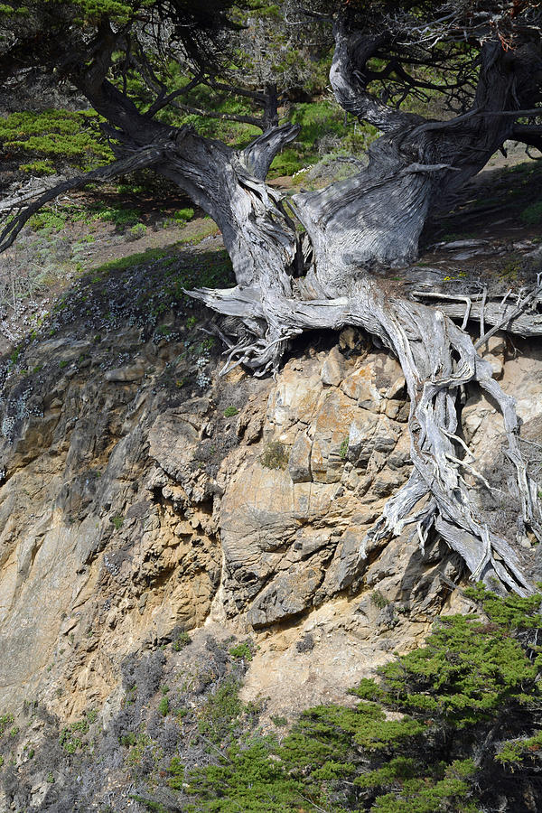Rooted on the Edge Photograph by Bruce Gourley