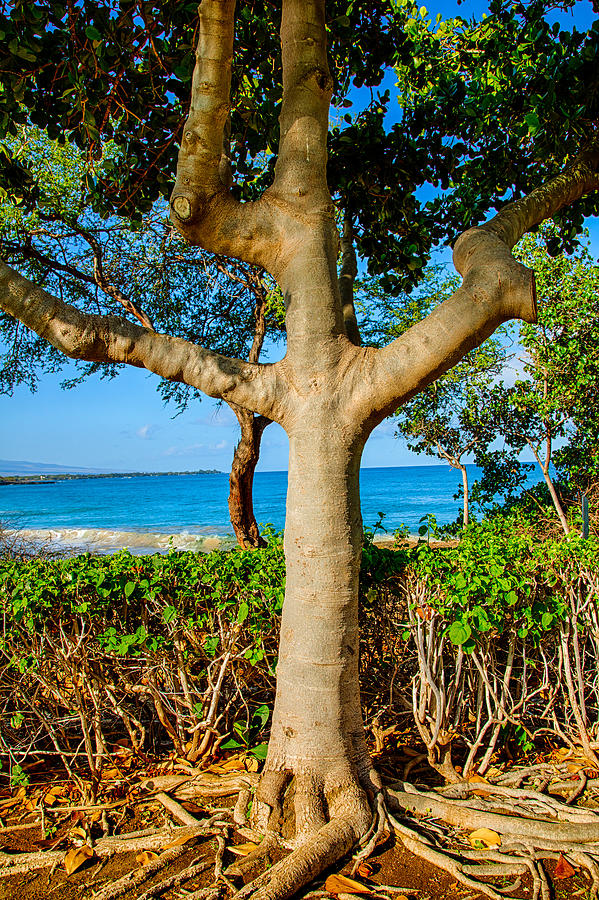 Rooted Tropical Tree Photograph by Omaste Witkowski