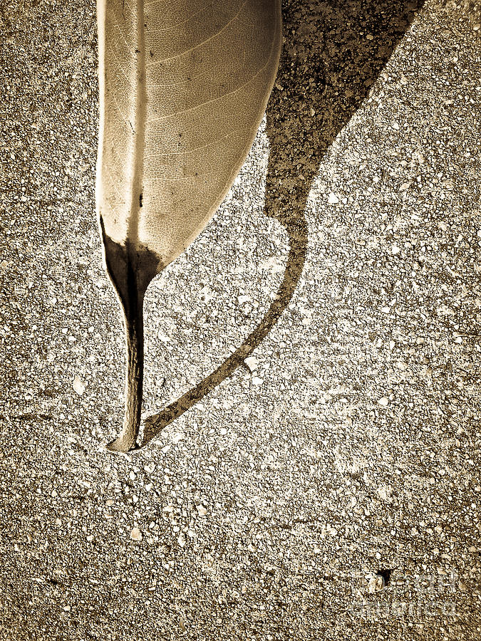 Rootless Leaf Beige Photograph by Fei A