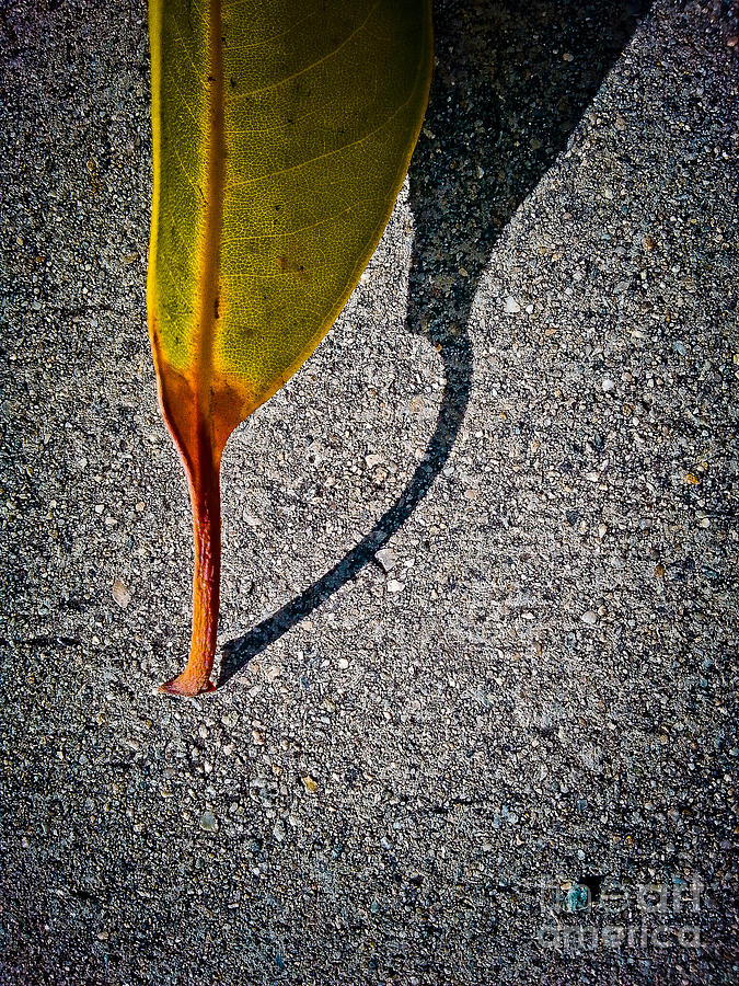 Rootless Leaf Photograph by Fei A