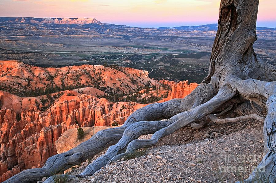 Roots Above The Hoodoos Photograph by Adam Jewell