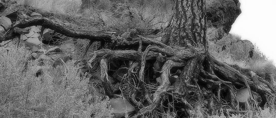 Roots Photograph by AJ  Schibig