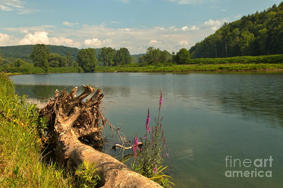 Roots And Flowers By The Lake Photograph by Adam Jewell