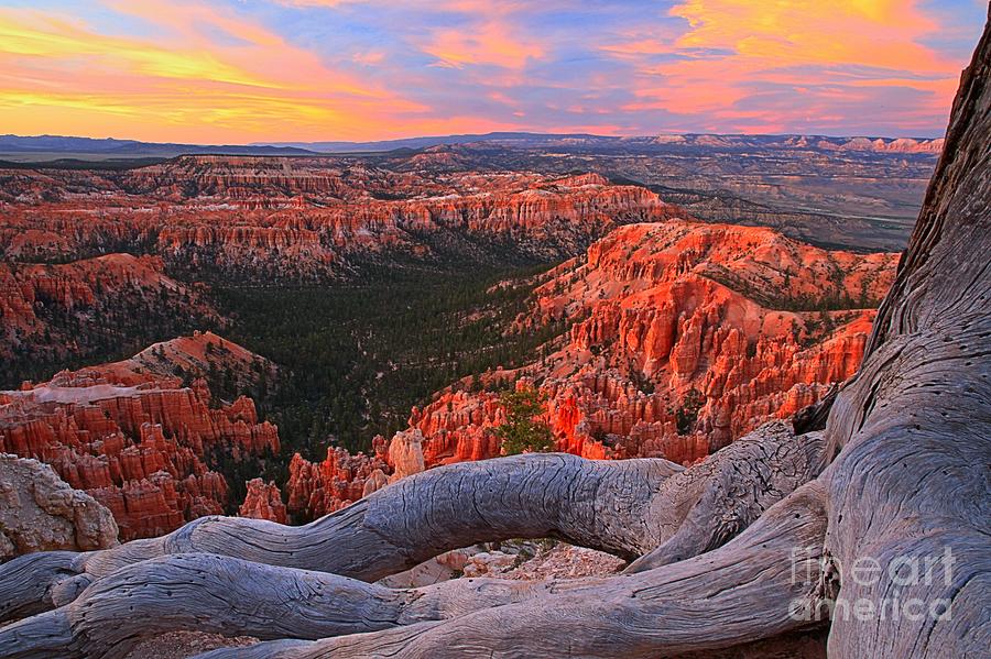 Roots And Hoodoos Photograph by Adam Jewell