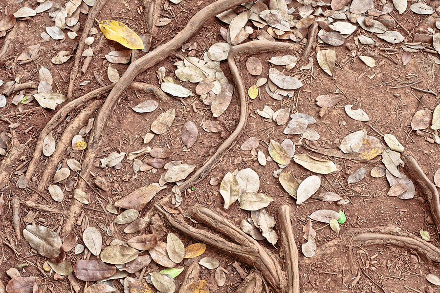Abstract Photograph - Roots and leaves by Tom Gowanlock