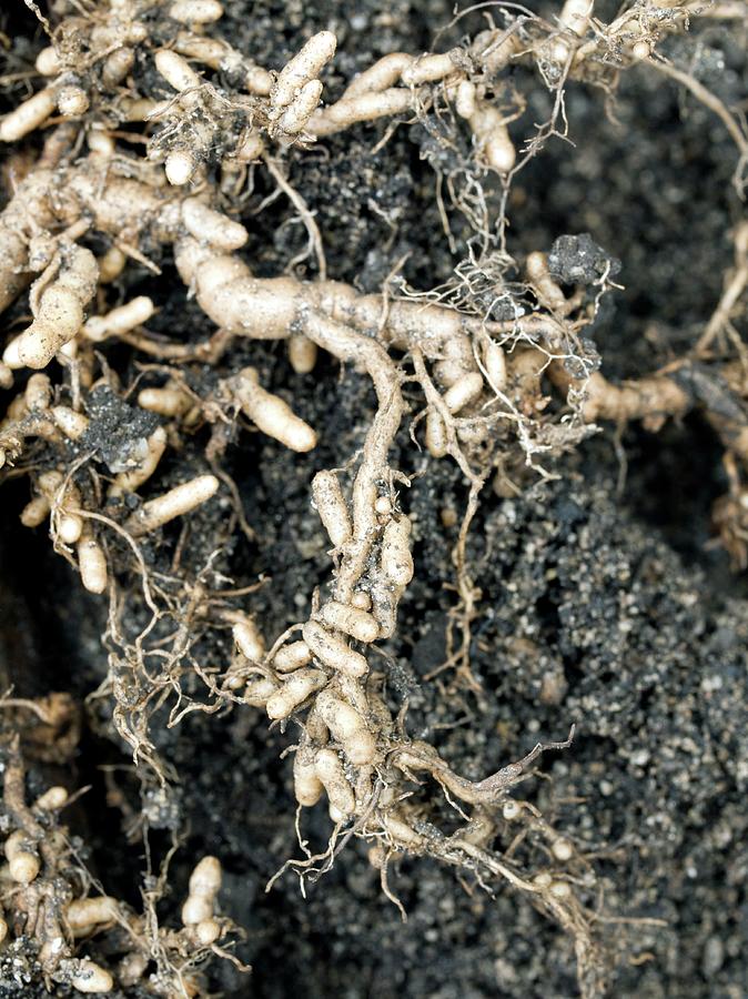 Roots And Nitrogen-fixing Nodules Photograph by Dr Jeremy Burgess/science Photo Library