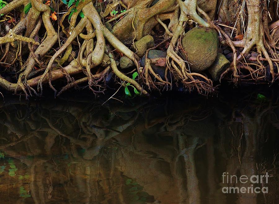 Roots and Reflection Photograph by Craig Wood