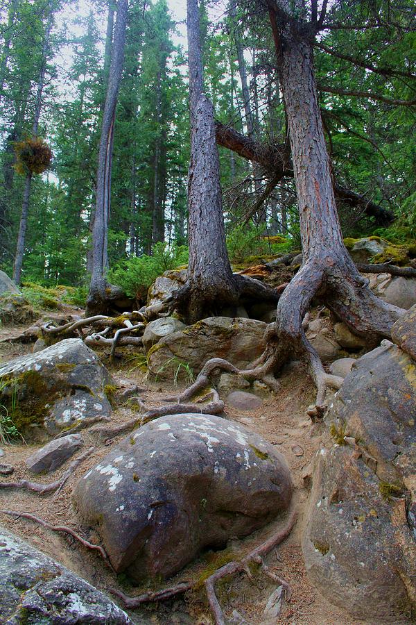 Jasper National Park Photograph - Roots and Rocks by Mo Barton