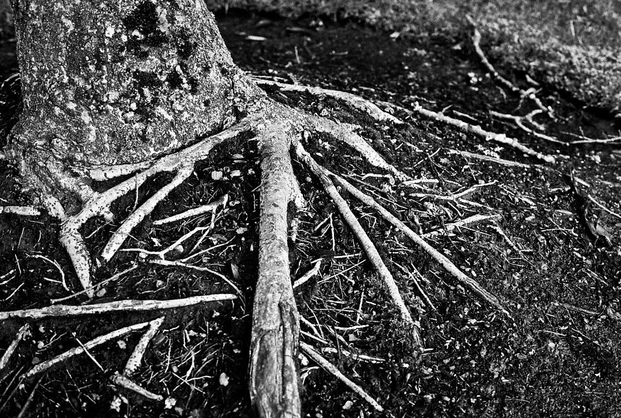 Roots by Anna Burdette Roots by Anna Burdette