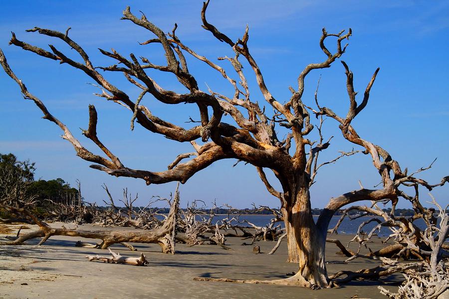 Roots Beach Photograph by Kathryn Meyer - Fine Art America