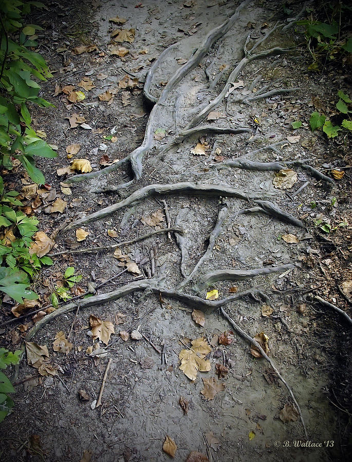 Roots Photograph by Brian Wallace
