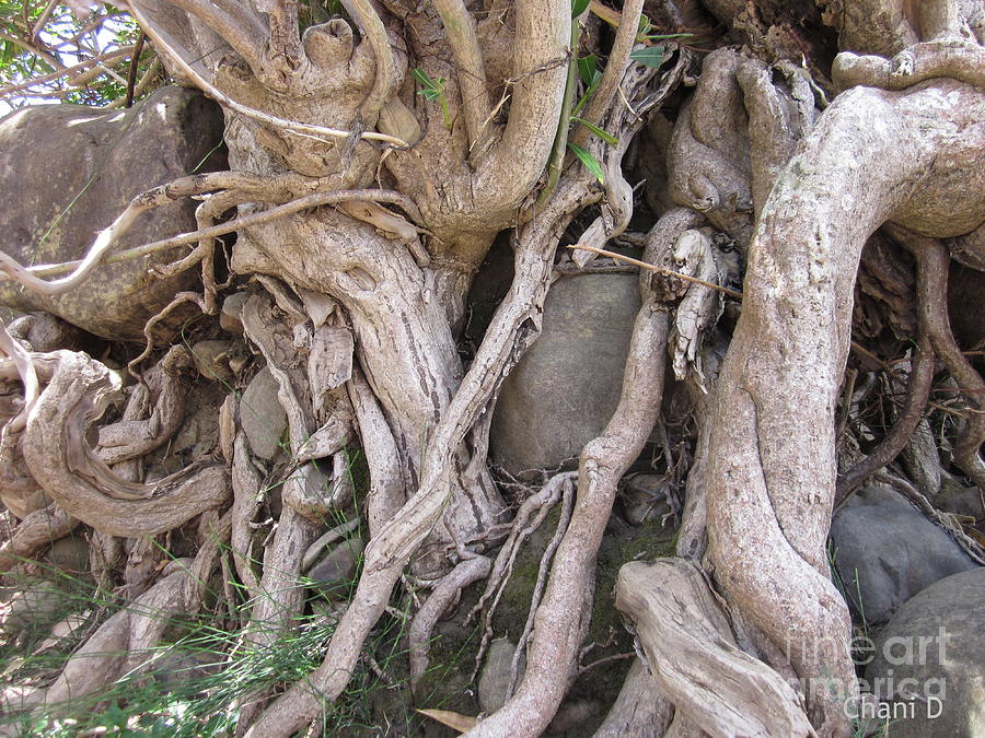 Roots Photograph by Chani Demuijlder