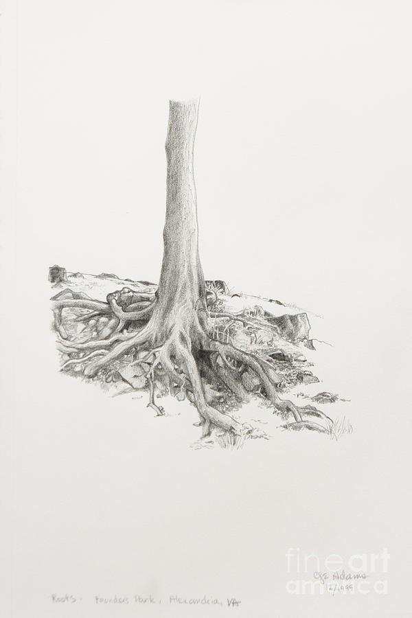 Roots Drawing by Cheryl E Adams