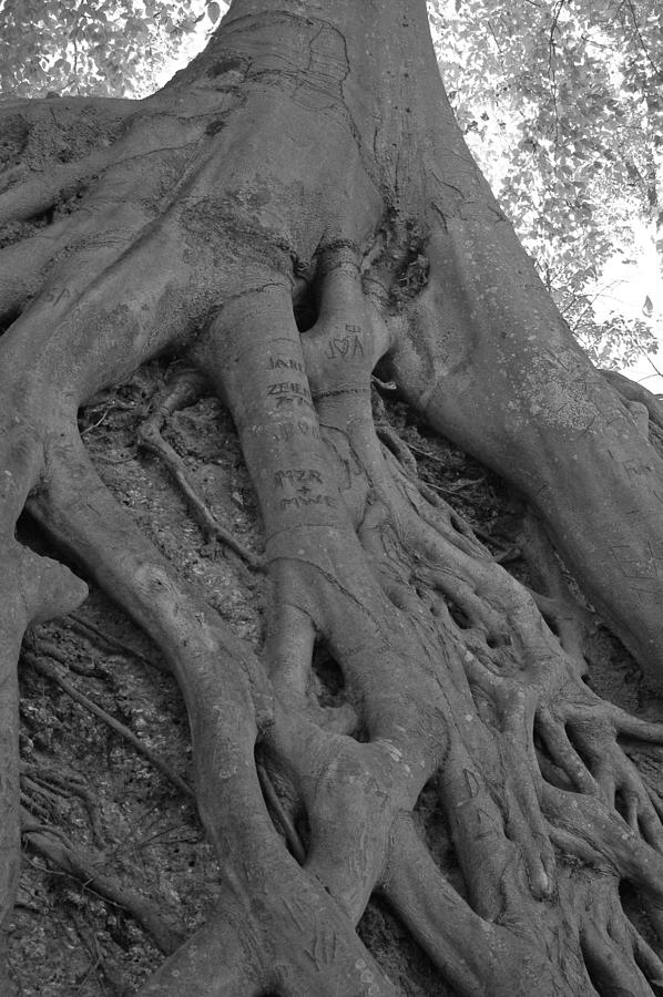 Nature Photograph - Roots II by Suzanne Gaff