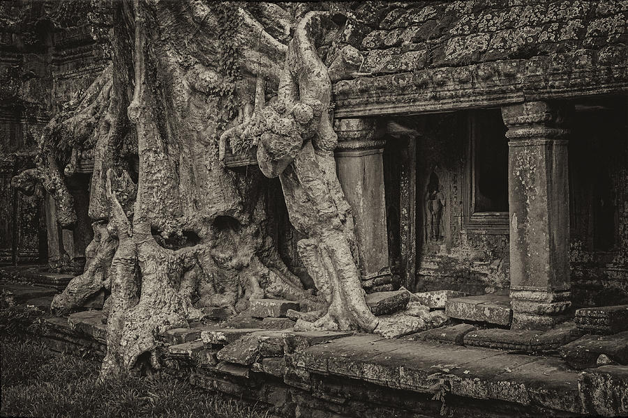 Tree Photograph - Roots in Ruins 7, Ta Prohm, 2014 by Hitendra SINKAR