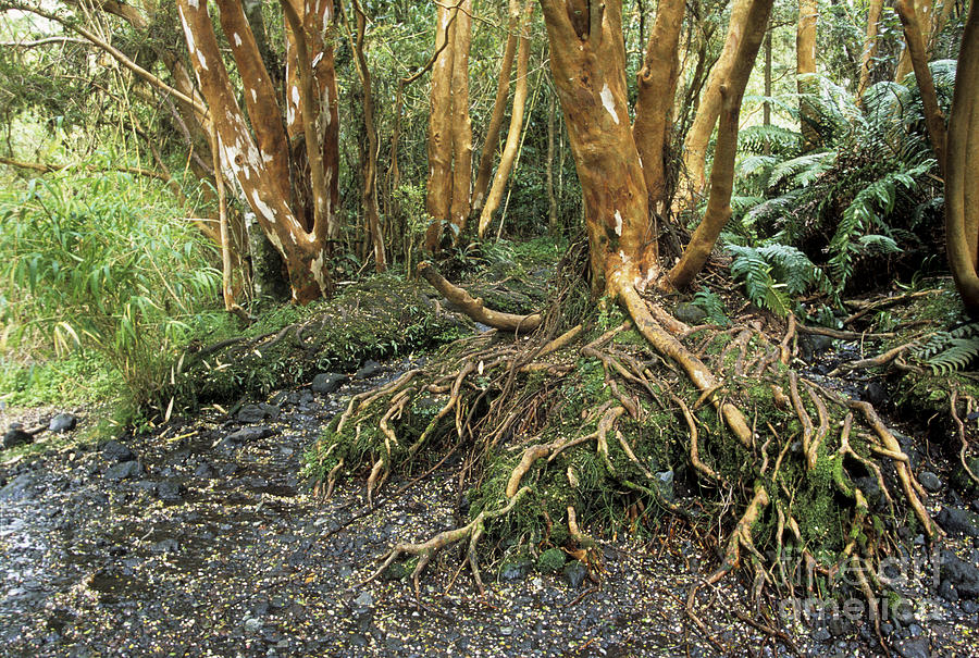 Arrayan Tree Roots Chile Photograph by James Brunker
