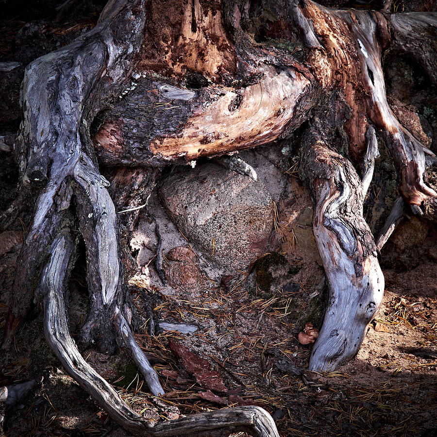 Nature Photograph - Roots by Jouko Lehto