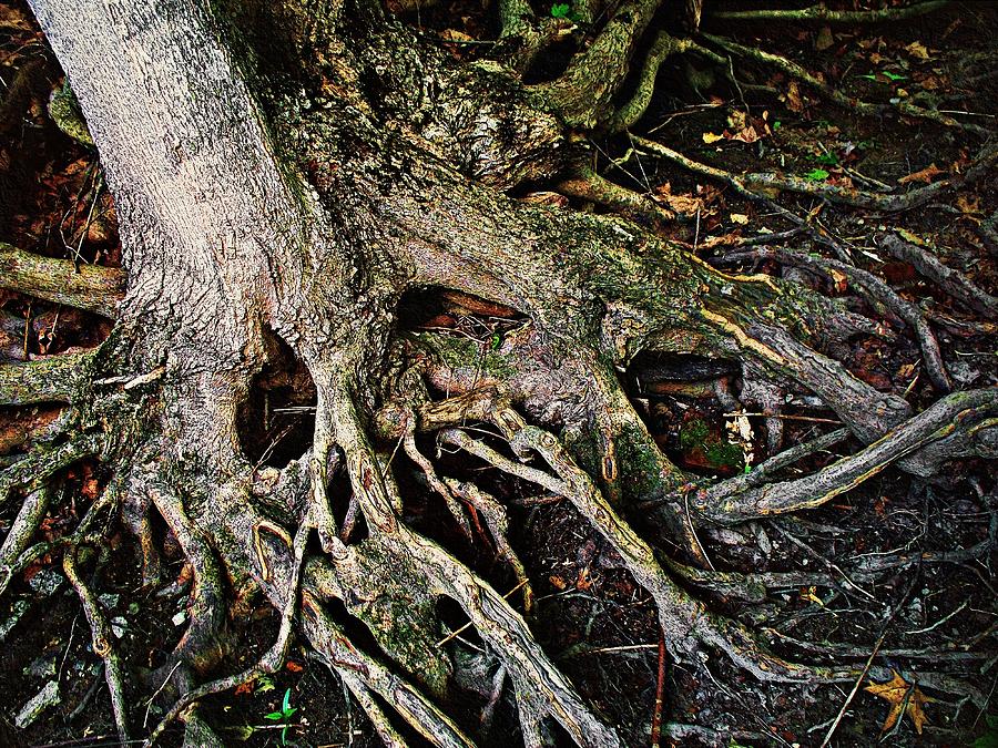 Roots Photograph by Joy Nichols